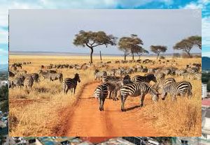 zebras in Tarangire NP